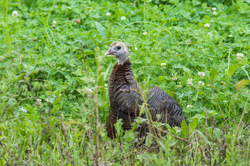 Eastern Wild Turkey