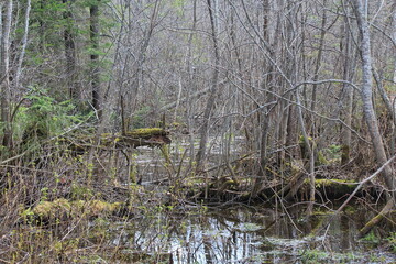 Obraz premium a flooded swamp in the forest in mid-spring