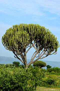 Une euphorbe cand&eacute;labre (Euphorbia candelabrum) 