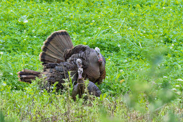 Eastern Wild Turkey, Territorial depute