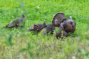 Eastern Wild Turkey, Territorial depute