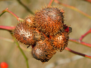 hairy balls of rosehip, tumor structures of wasp