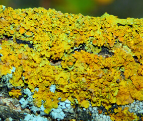 texture of the bark of a tree