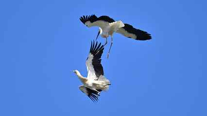 white stork flying in flight