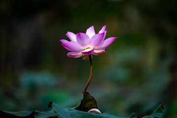 Lotus flower Nelumbo nucifera, known by Indian Lotus, Sacred Lotus. Pink Flower. Buddhism