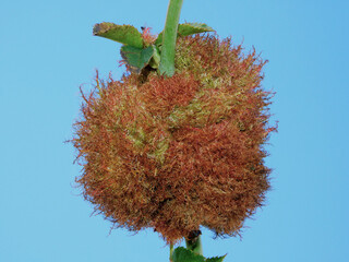 hairy balls of rosehip, tumor structures of wasp