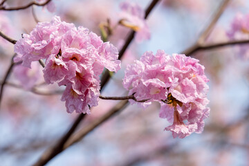Close up of Pink Trumpet (Tabebuia rosea) flower.