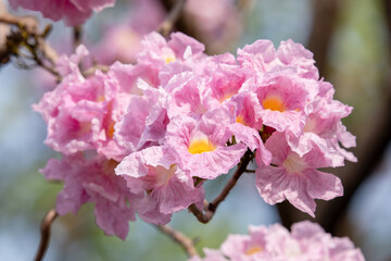 Close up of Pink Trumpet (Tabebuia rosea) flower.