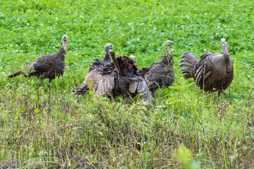 Eastern Wild Turkey, Territorial depute