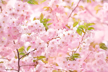 Spring pink blossom in garden, springtime cherry bloom, pastel and soft flower background. Selective focus, shallow DOF, toned