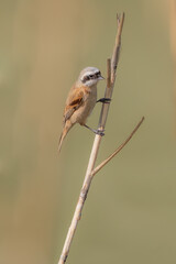 female house sparrow passer domesticus