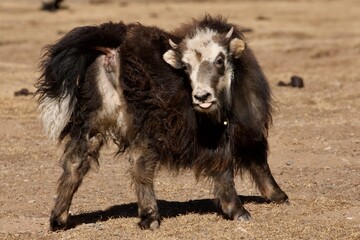 black and white cows