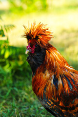 Colorful rooster with striking plumage stands proudly in a lush green garden setting during daylight