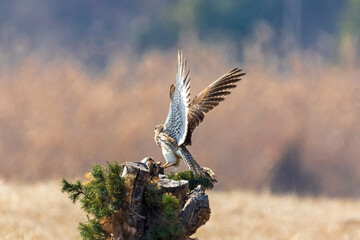 great spotted woodpecker on a branch