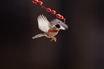 great tit on a branch