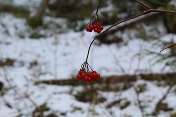 two branches of last year's red Viburnum berries in a spring forest