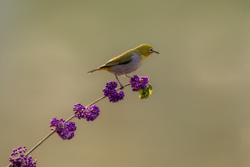lilac breasted roller