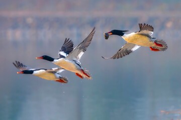 Obraz premium great crested grebe in flight