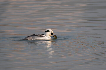 canada goose swimming in water