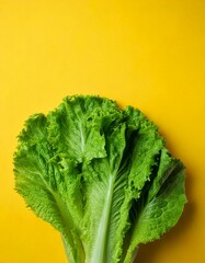 Close up photo of lettuce on a plain white background