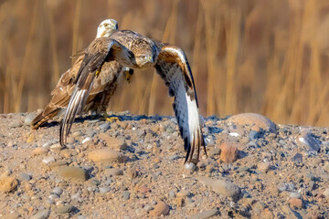 grey heron on the rock