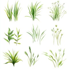 Obraz premium Watercolor Illustrations of Various Green Grasses and Plants