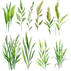Watercolor Painting of Various Green Plants and Grasses