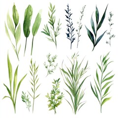 Fototapeta premium Watercolor Collection of Various Green Botanical Leaves and Plants