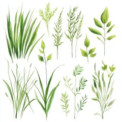 Obraz premium Watercolor Collection of Various Green Plants and Greenery