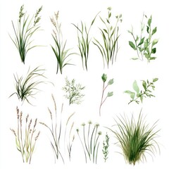 Fototapeta premium Watercolor Collection Of Various Green Grasses And Plants