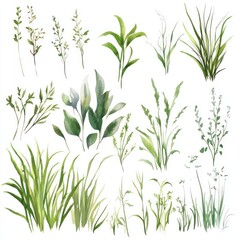 Obraz premium Watercolor Collection Of Various Green Plants And Grasses