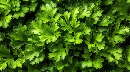 Fototapeta premium A close-up of fresh greenery with a rich green hue and detailed leaf texture, creating a sense of freshness.