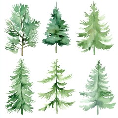 Obraz premium Watercolor Painting of Six Different Evergreen Trees