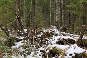 coniferous forest in mid-spring © алексей семиколенных