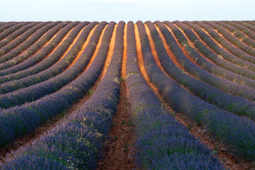 Cultivo de lavanda en Brihuega, Guadalajara, españa.