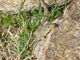 Lizard in the sun on a rock	