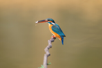 kingfisher on branch