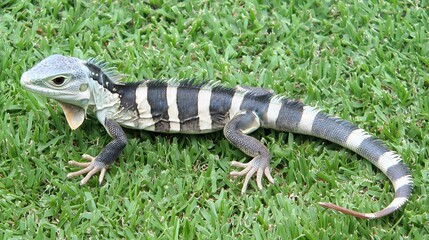 Striped Lizard Crawling on Green Grass in Natural Habitat