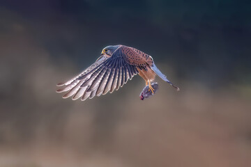 common buzzard in flight