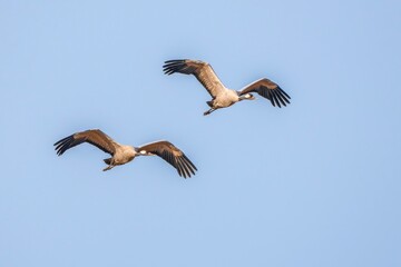 Fototapeta premium black vulture in flight