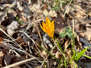spring yellow crocus flowers in the grass
