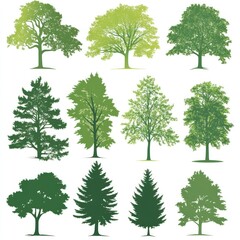 Twelve Different Types Of Green Trees Illustrated