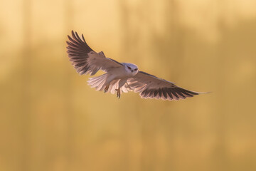 flying birds in the wildlife