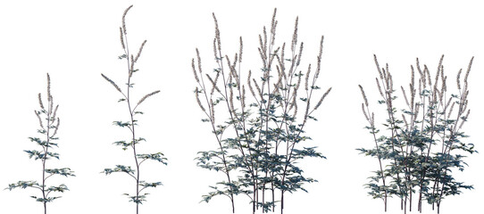 Set of frontal Actaea simplex (the baneberry or bugbane) isolated png on a transparent background perfectly cutout high resolution