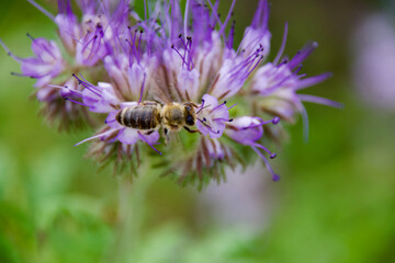 Honey bee collecting nectar from a blooming Phacelia flower. Pollination in action with delicate purple petals and green background. Macro shot of bee on a vibrant wildflower.