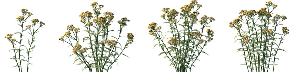 Set of frontal Achillea terracotta (Yarrow) isolated png on a transparent background perfectly cutout high resolution © Viktoria