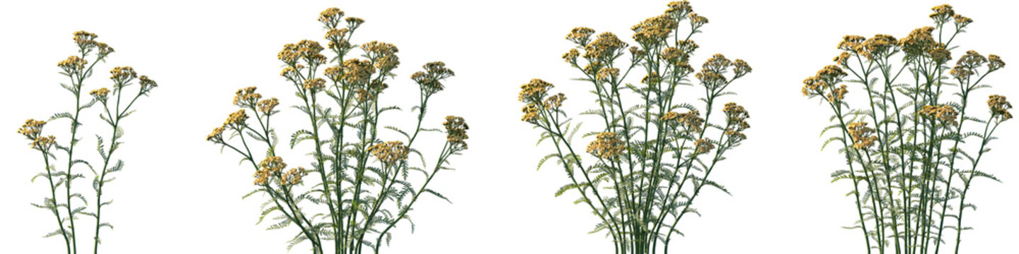 Set of frontal Achillea terracotta (Yarrow) isolated png on a transparent background perfectly cutout high resolution