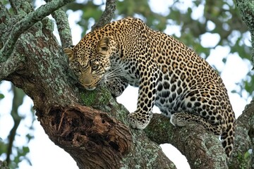 Leopard expertly perched in tree, observing its next meal in the savannah