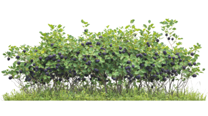 Blackberries tree isolated on white background 