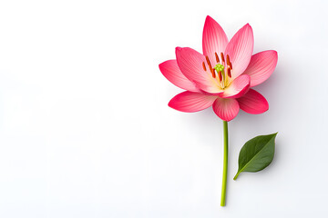 Naklejka premium Pink Lotus flower blossom isolated on white background. Water lily flower close up